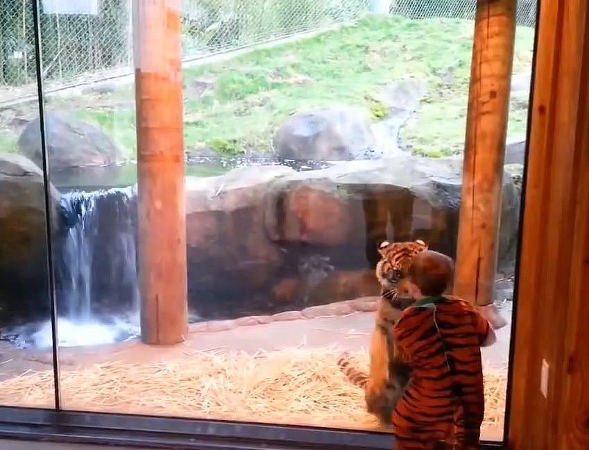 熊孩子假扮老虎混入动物园，不由屏住呼吸差点报警！ - 2
