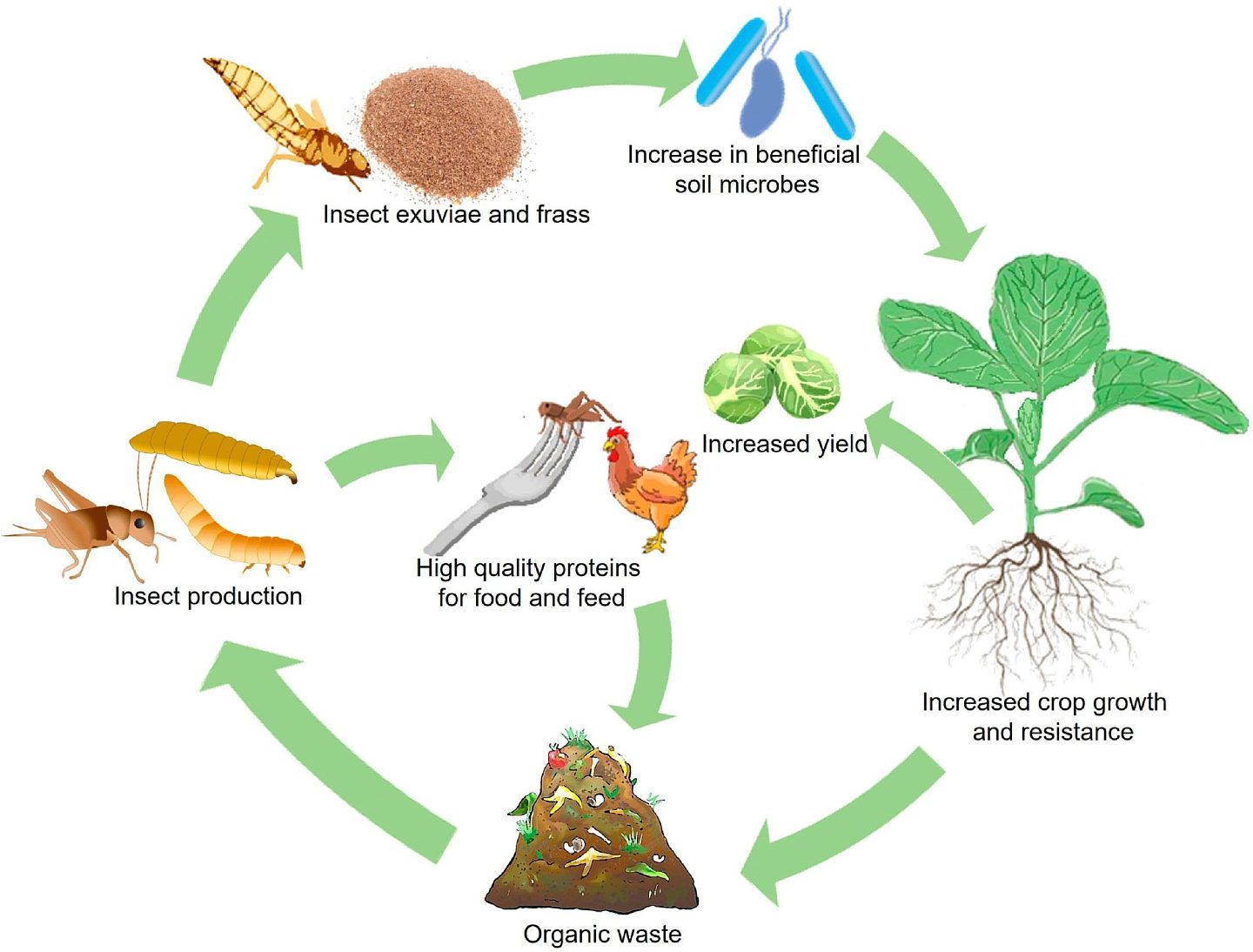 植物生态学家：我们应该吃更多的昆虫并利用其废物来种植农作物 - 1