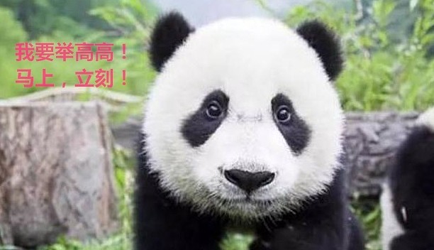 熊猫在日本的生活，过得无法无天，团子：我不听，就要举高高！ - 10