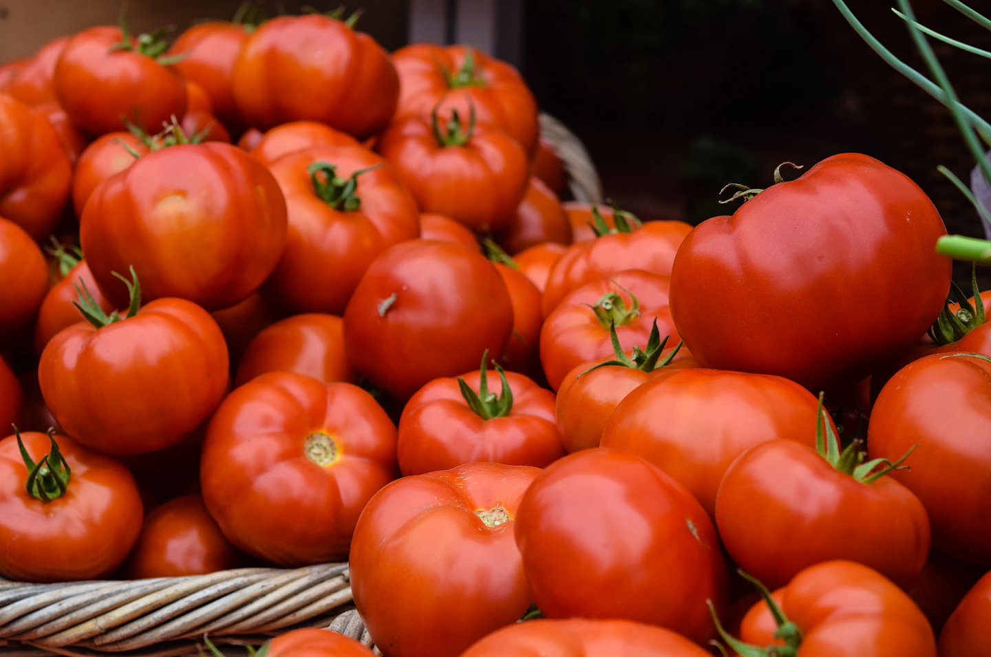 美国“番茄危机”悄然而至：高温干旱致农作物歉收