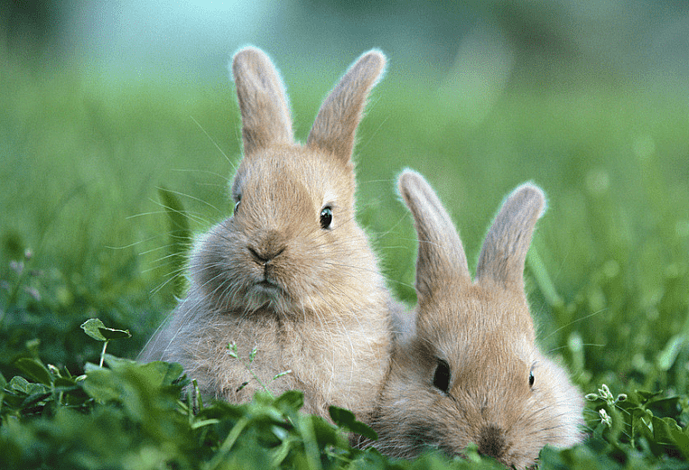 养兔妙招：兔子的毛球症怎么办 兔毛球症如何解决？ - 1