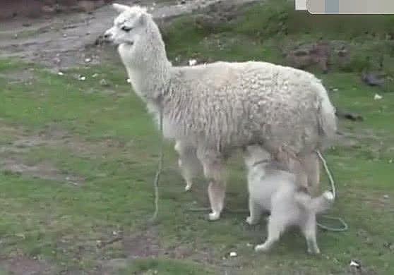 小哈士奇误以为羊驼是它妈妈, 跑到它身下喝奶, 把羊驼都整懵了! - 1