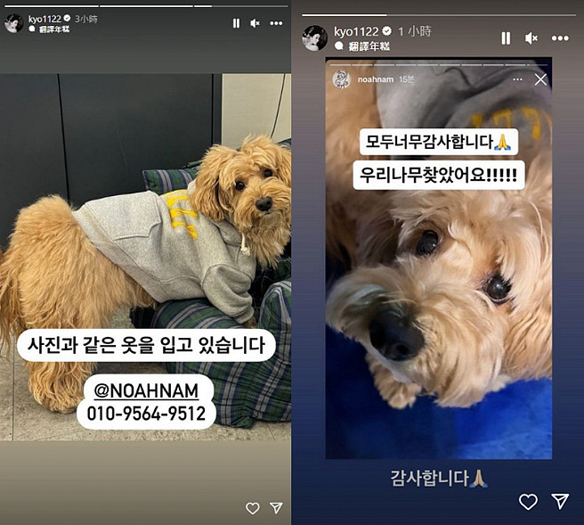 宋慧喬朋友的狗狗走失，她在有1708萬粉絲的Instagram發布限時動態，請大家幫忙協尋狗狗。（圖／摘自宋慧喬Instagram）