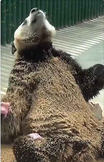 熊猫给自己“搓澡”，看见它用的“搓澡巾”，网友：要“挨打”！ - 4