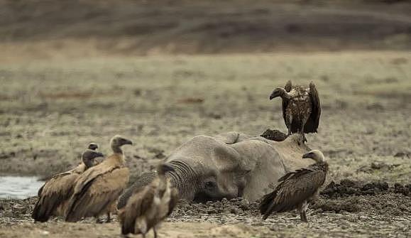 深陷泥潭自身难保的南非母象 眼睁睁看着象宝宝被鬣狗一点点捕食 - 5