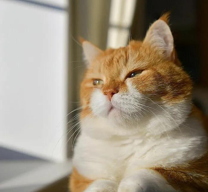 即使你阅猫无数，见到这只橘猫也会心动，真的太美了 - 4