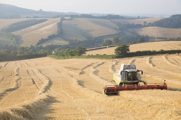 1599px-Barley_harvest_in_Ashcombe,_Devon.jpg