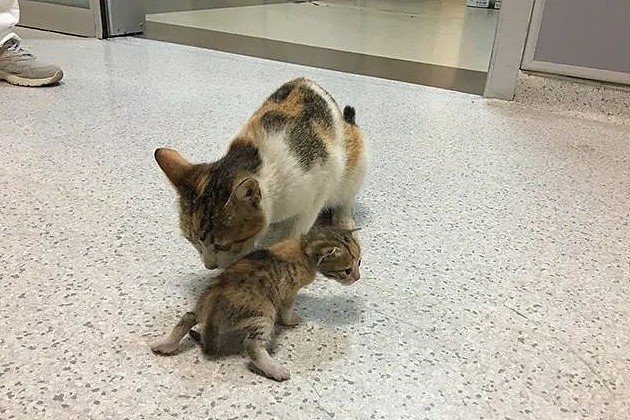 猫妈叼着小猫到医院求助，为报恩留在医院当“小护士”！ - 2