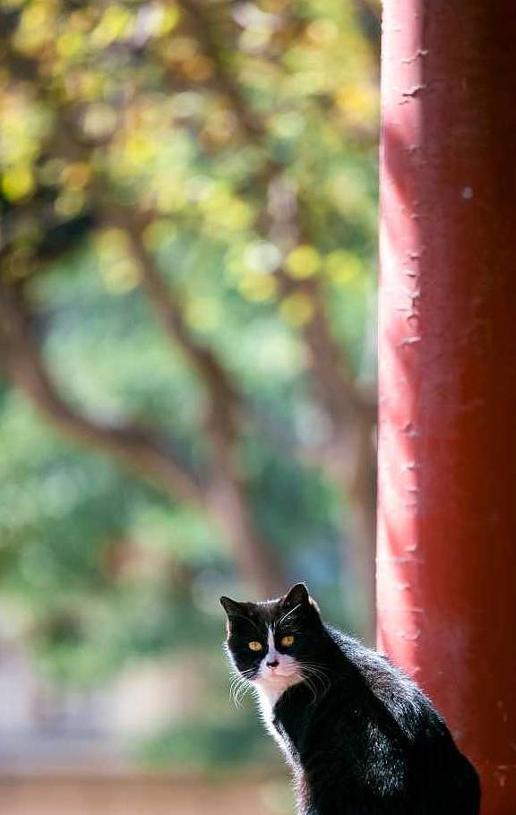 原来中华田园猫的种类这么多，橘猫上榜，狸花猫的颜值居然最高！ - 5