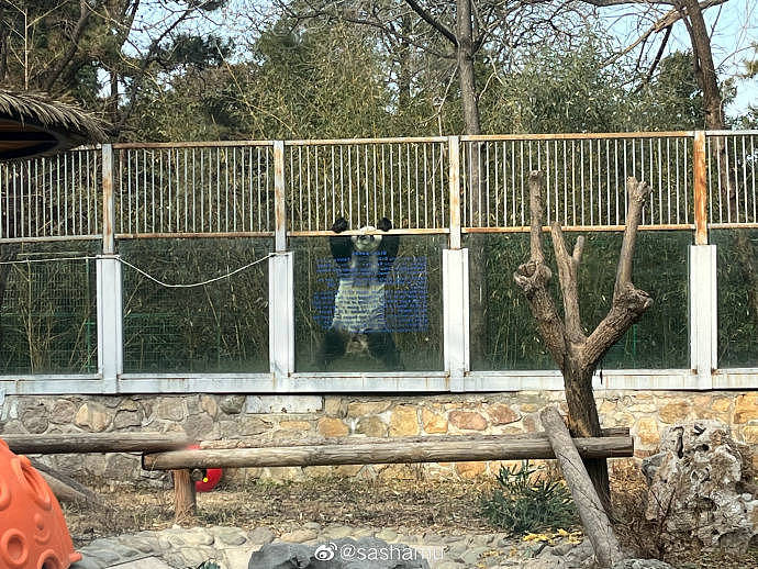 北京动物园一大熊猫越狱，动作行云流水，去年还曾掰断监控 - 5