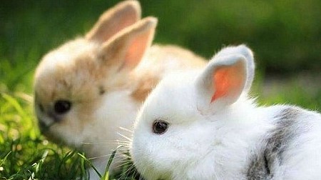 爱宠分享：兔子拉稀呈胶状，兔子便便粘在一起 - 1