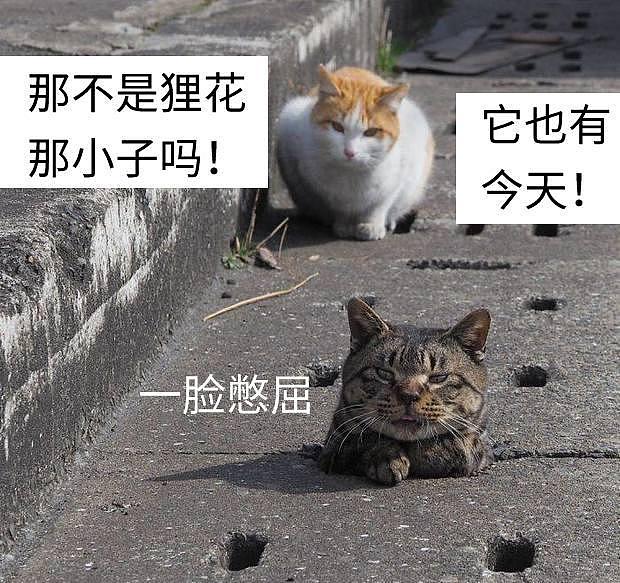 狸花猫太胖被卡水沟，橘猫看到后呼朋唤友前来嘲笑：它也有今天！ - 1