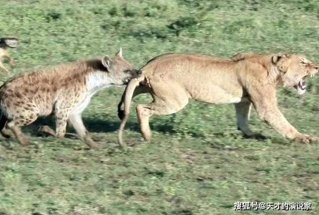 非洲人能“驯服”鬣狗？怪不得连狮子都不怕的它，看到非洲人就跑 - 2