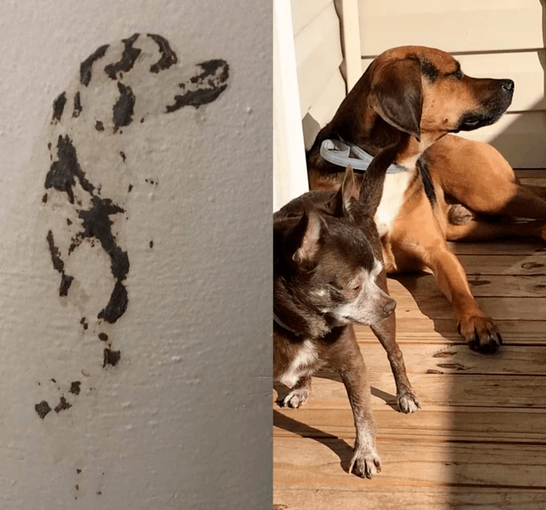 狗子对着墙壁拉粑粑，竟创作出了一幅“自画像”！ - 2