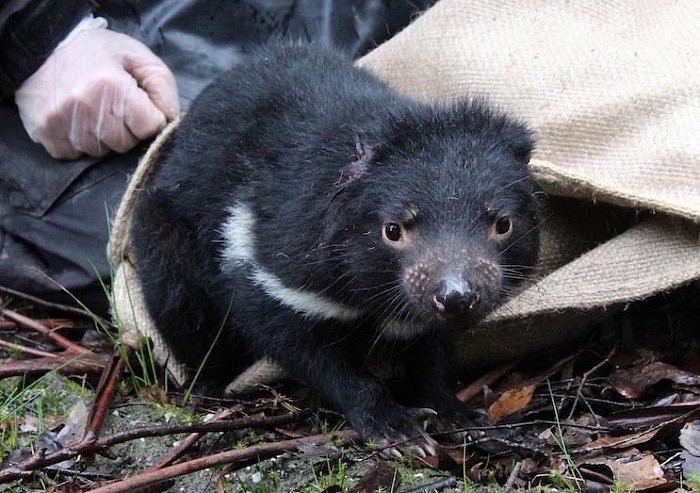 科学家发现塔斯马尼亚袋獾打破食腐动物常见模式 - 2