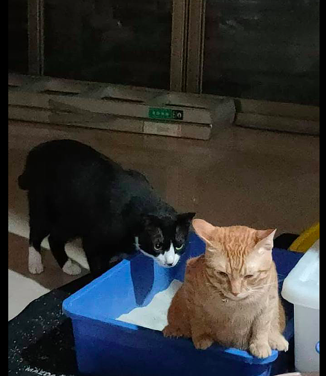 橘猫在猫砂盆里上厕所，后面的黑猫还伸头看，还有这样的癖好？ - 2