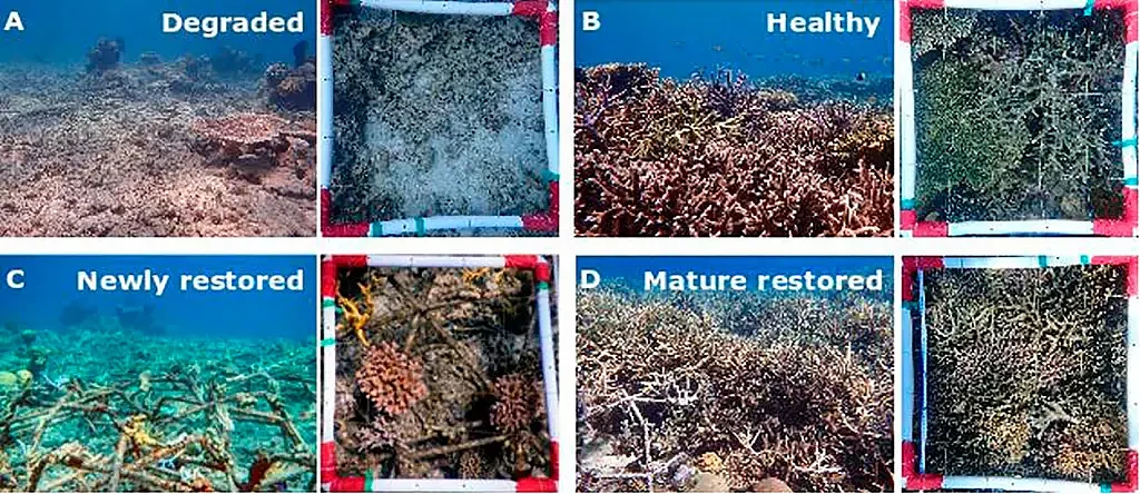 如何更有效评定珊瑚礁恢复情况？听声音或许是不错的方案 - 3