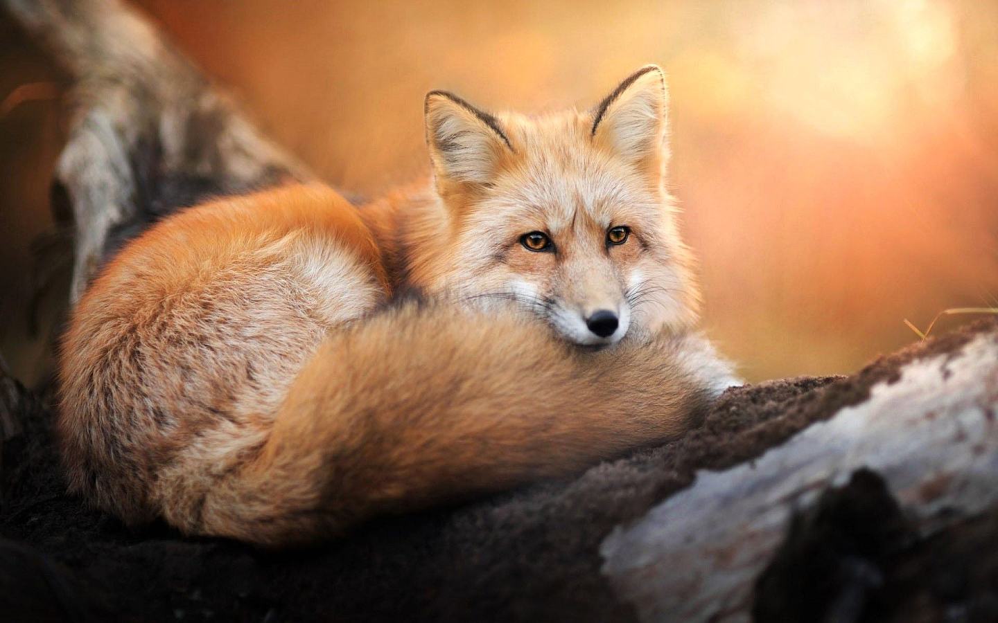 上海一小区发现白狐，为何狐狸的弃养率居高不下？弃养等同于杀生 - 11