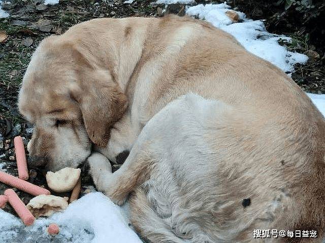 狗狗窝在雪地数十天，不吃不喝，就因为这件事被主人狠心抛弃！ - 3