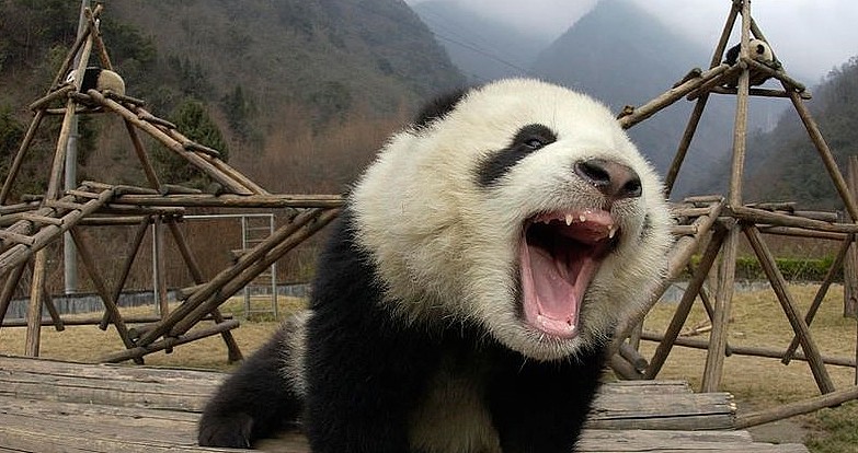 熊猫因受伤剃了腿毛，大家笑翻了，熊猫：大胆刁民竟敢嘲笑本国宝 - 1