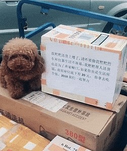 主人去送货，泰迪就在原地守着，看到箱子上的字条心里瞬间暖暖的 - 3