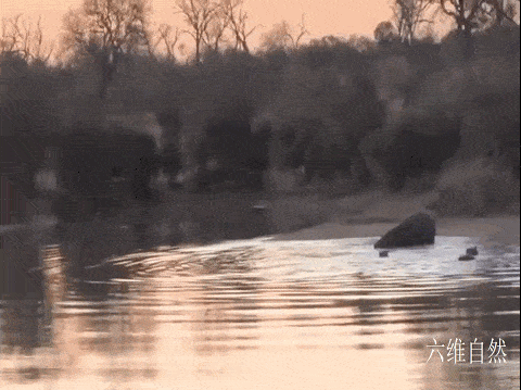 南非一只黑斑羚凭借跳跃躲避过野狗群，又在河中躲避开河马的袭击 - 5