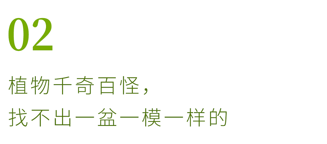 北京夫妻两年无收入，造1500㎡植物园：跟一草一木学做人 - 16