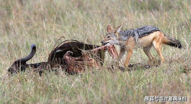 胡狼那么小，为何常从狮子鬣狗那里抢走食物？它只用了这一招 - 4