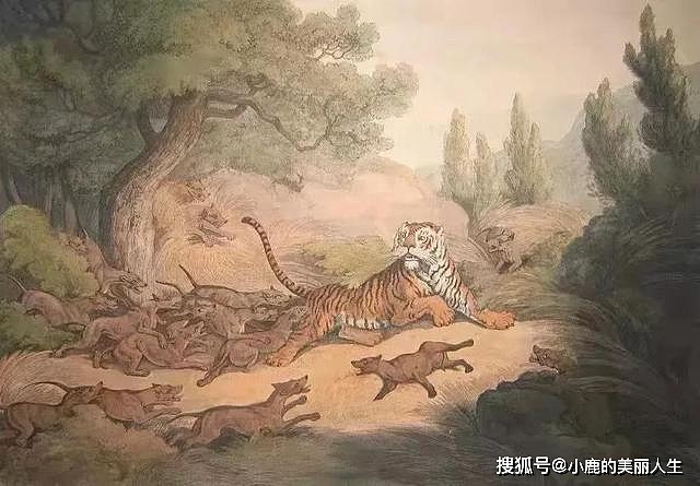 能把老虎逼上树，传说中地藏王的猎犬，红豺到底是什么样的野兽？ - 5