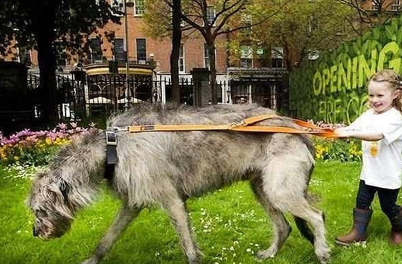 巨型犬爱尔兰猎狼犬，把狼都搞灭绝，拉布拉多站它身边像吉娃娃 - 8