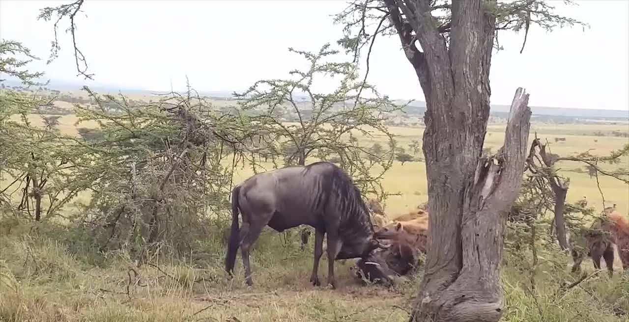角马打架致马角缠绕，活着的一方被迫看着斑鬣狗一点点吃掉对方 - 9