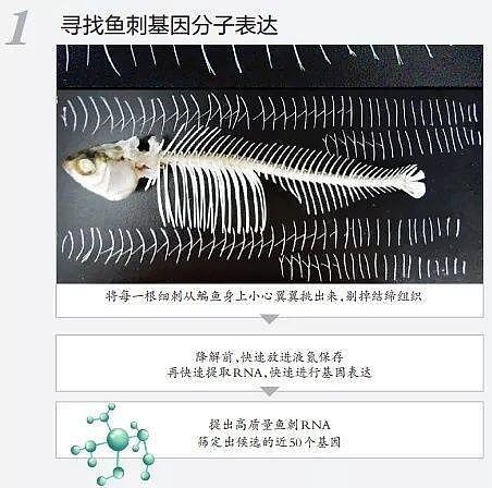 华中农大团队找到控制鱼刺生长的基因 - 2