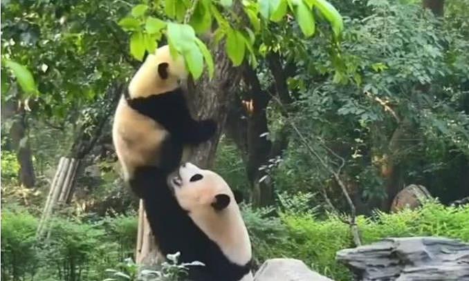 熊猫宝宝不听熊猫妈妈的劝告，当他摔疼后，还免不了一顿“责罚” - 1