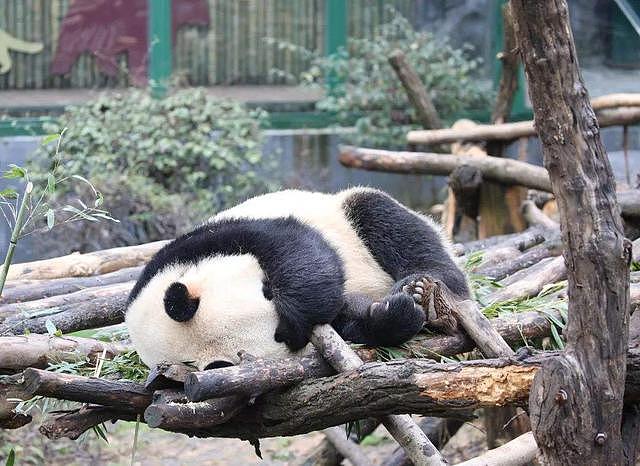 熊猫缩在角落里睡觉，被一阵冷风吹醒，换个姿势接着睡 - 4