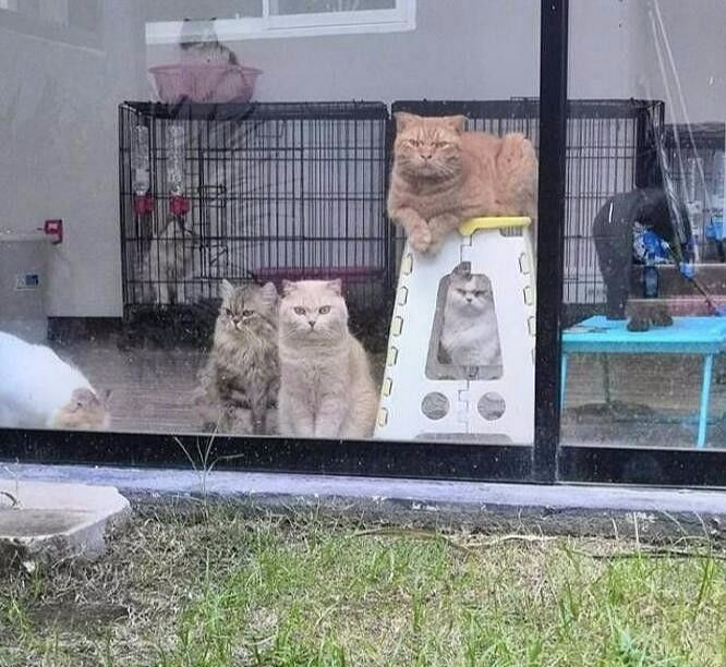 主人在院子里烤肉，隔着玻璃门的猫咪们眼睛都直了，橘猫鼻孔都气大了 - 3