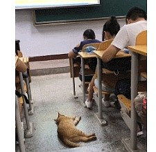 为避暑跑到教室吹空调的橘猫，心无旁骛睡大觉，成了学生们的班宠 - 2