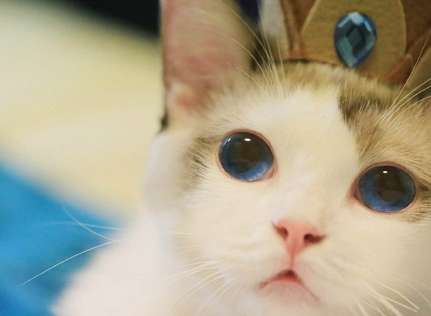这么养布偶猫，宠物级的布偶猫也能养成赛级仙女猫哦 - 7