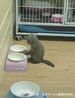 错过吃饭时间的小蓝猫，对着空空的猫碗发呆：没有饭，我吃啥？ - 2