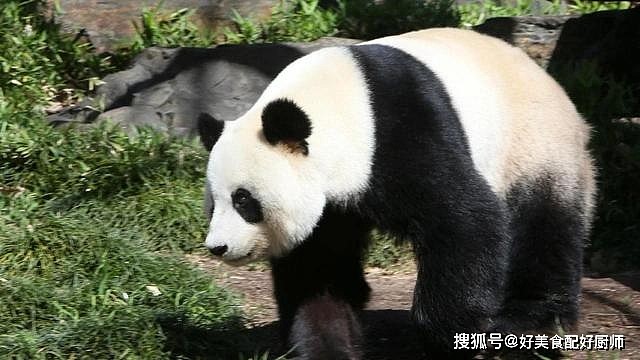 辟谣熊猫神话：食铁兽的实力到底有多强？ - 18