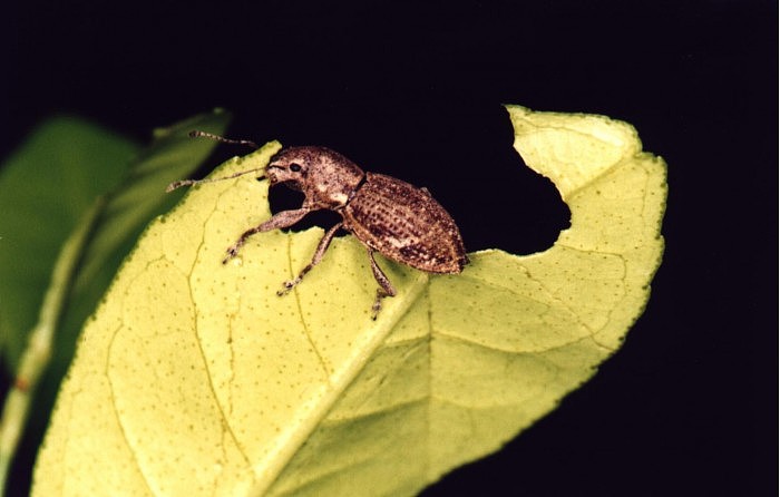 Naupactus-cervinus-Weevil.jpg