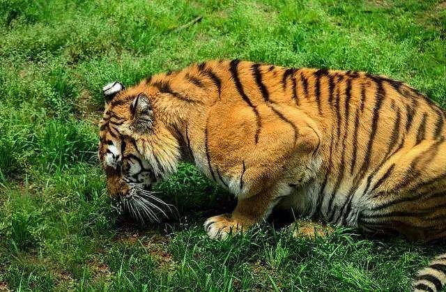 老虎也会吃草？是因为肚子太饿吗？ - 2