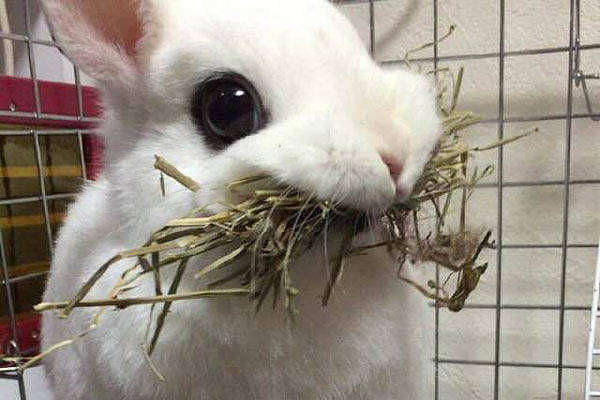 养兔经验分享：兔子可以喂水喝吗 - 2