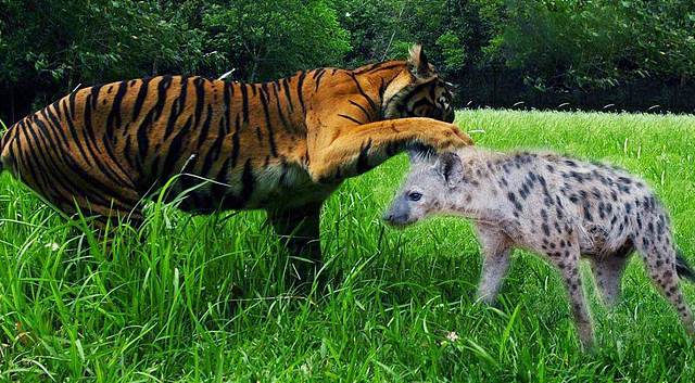 母老虎大战鬣狗，在丛林之王面前，鬣狗简直不堪一击 - 4