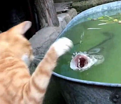 橘猫偷鱼被咬，猫鱼大战三百回合，结果橘猫悲剧了！ - 2