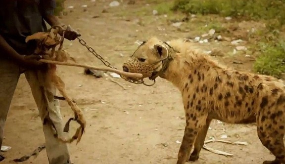 非洲人为啥不怕鬣狗？短短几十秒的视频，看完满满的心酸！ - 3