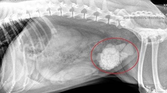 狗狗天天拉尿，你有注意这些细节吗，可能是膀胱结石 - 2