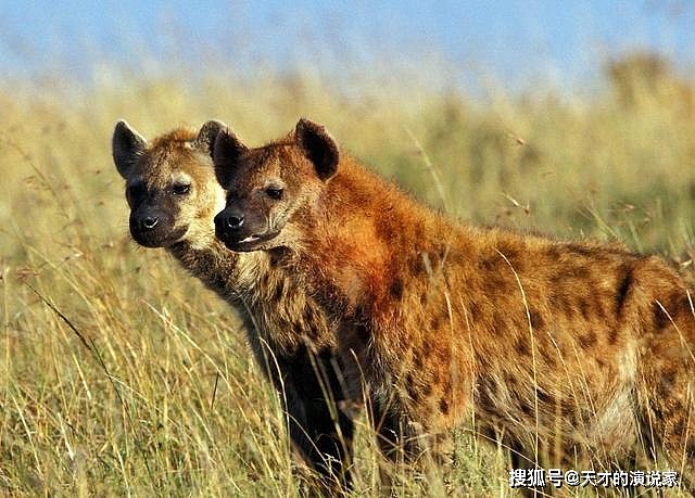 非洲人能“驯服”鬣狗？怪不得连狮子都不怕的它，看到非洲人就跑 - 4