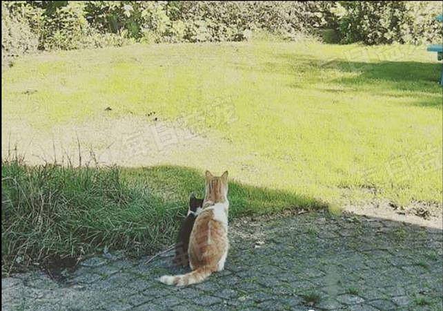 橘猫突然食量大增，主人跟踪才发现，原来是外面有猫了！ - 5
