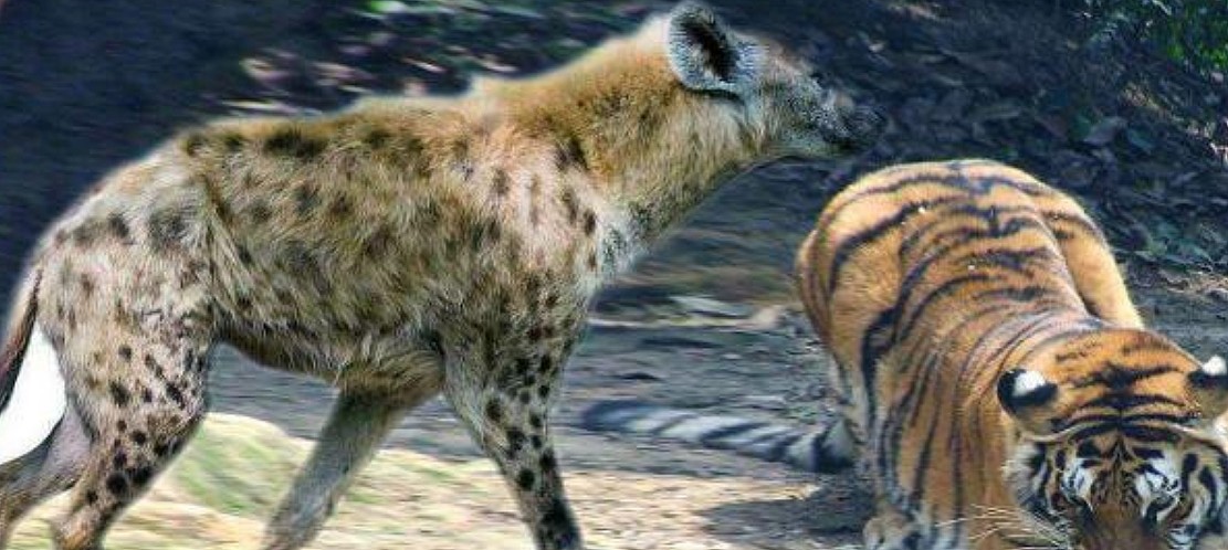 鬣狗和狮子是一对欢喜冤家，那么10只鬣狗敢挑战东北虎吗？ - 1