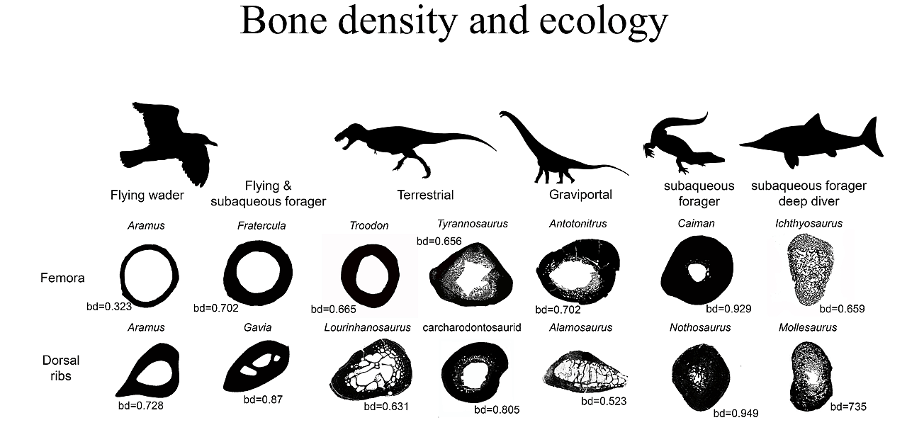 研究发现密集的骨骼使得棘龙可以在水下狩猎 - 5